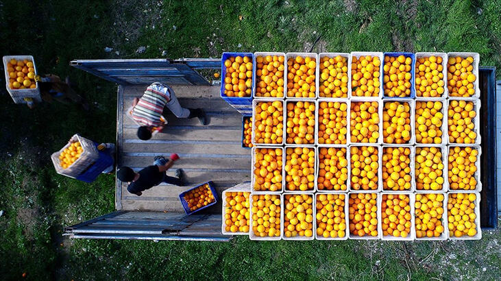 Turunçgil ihracatı %12 artışla 813 milyon dolar oldu