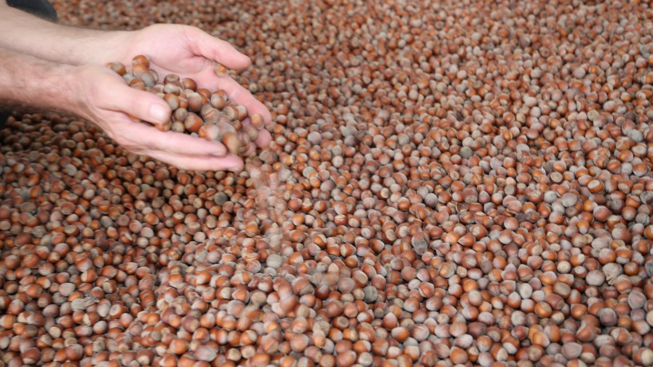 Türkiye'nin 7 aylık fındık ihracatı 1,4 milyar doları aştı