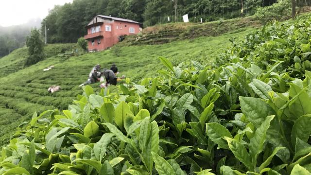Rize'de 2 ayda çay ihracatından 1,3 milyon dolar gelir