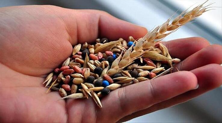 Türkiye'nin yerli ve milli sebze tohumları kadınlara emanet