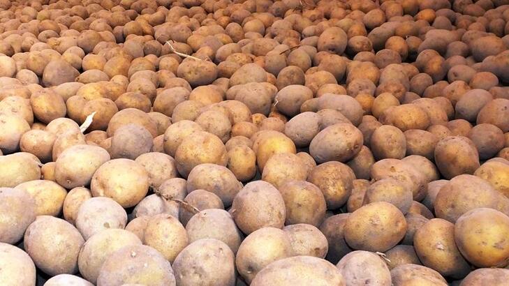 Patates üretim merkezi Niğde'de verim ve kalite üreticiyi memnun etti