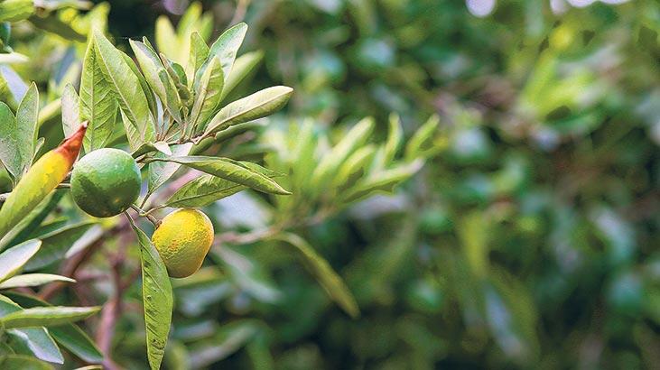 Mandalina rekoltesi % 25 arttı