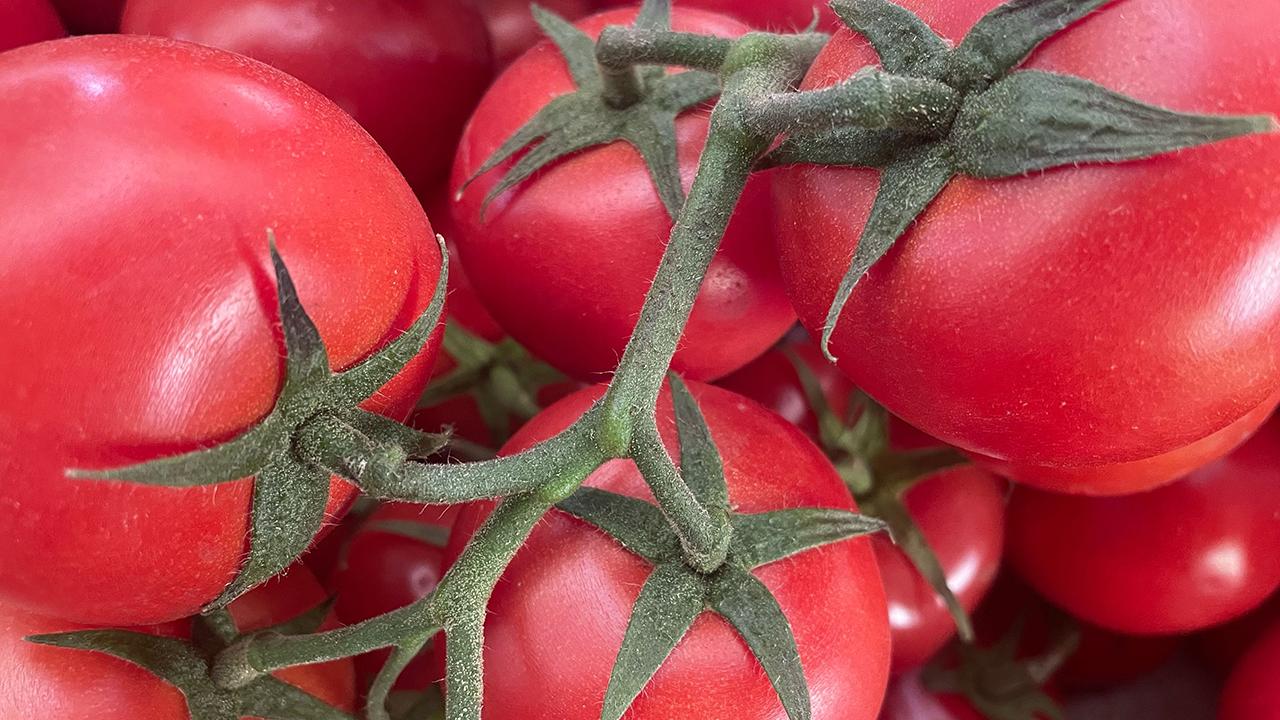 Domates ihracatından ilk yarıda 326 milyon dolarlık gelir